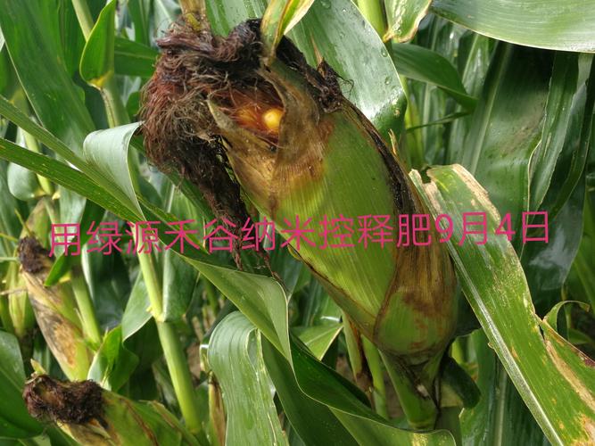 辽宁绿源生物农业集团用绿源禾谷纳米控释肥现在的表现